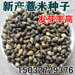 中药材薏米种子草珠子薏苡仁种子小薏米籽苡米薏仁米种子包邮