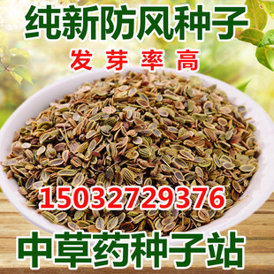 新品防风种子散装野生药材关防风种籽四季播种