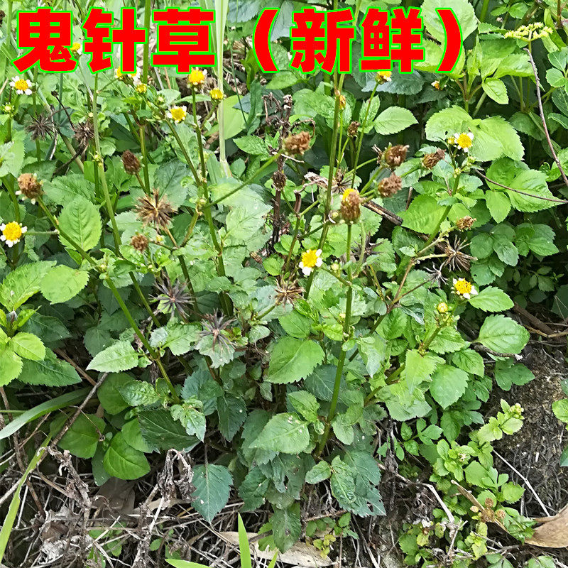 新鲜鬼针草中草药虾钳草粘人草一包针鬼钗蟹钳对叉草生鲜包邮
