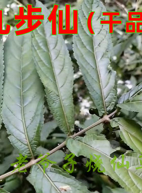九步仙干品福建特产青草药自然晒干垂花铃子香唇形科铃子香属植物