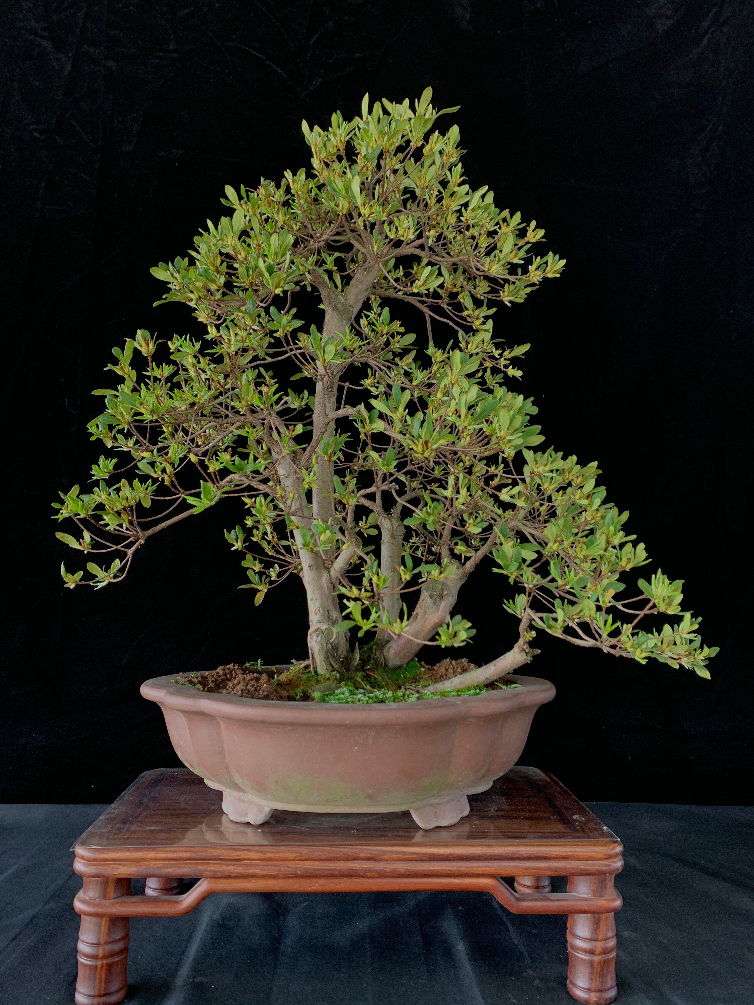 杜鹃五宝绿珠盆景杜鹃花老桩造型盆景盆栽带花苞阳台庭院绿植花卉