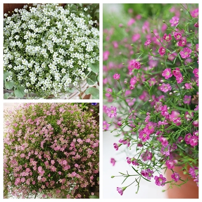 进口满天星种子花卉园艺种籽播种种植多年生混色Gypsophila seeds