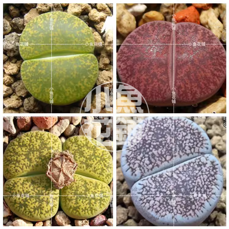 紫勋混合种子 生石花稀有品种贵货多肉Lithops lesliei mix seeds