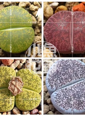 紫勋混合种子 生石花稀有品种贵货多肉Lithops lesliei mix seeds