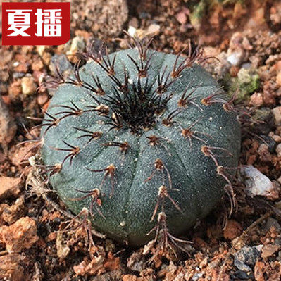 士童属艳肌士童仙人掌科仙人球稀有品种贵货种植育苗播种多肉种子|ruв категории доставка цветов/цветок моделирования/растения садоводства, цветок/растения в горшках (новый), Суккуленты - от Buy2taobao.com для оказания профессиональной услуги покупки агента Taobao