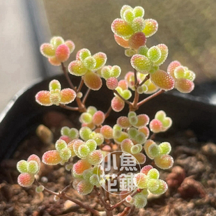 糖球枝干番杏种子 多肉稀有播种可爱种孑籽Drosanthemum globosum