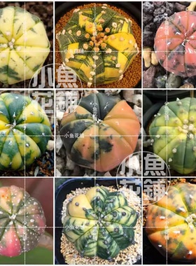兜锦种子 星兜琉璃兜仙人掌星球属仙人球多肉 asterias variegata