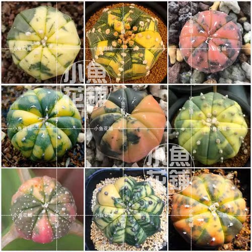 兜锦种子 星兜琉璃兜仙人掌星球属仙人球多肉 asterias variegata