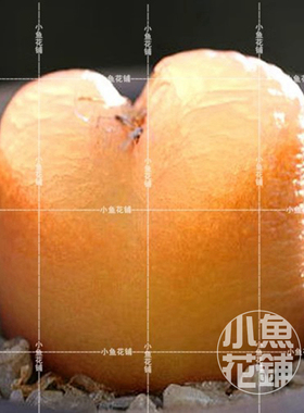 果冻毛汉尼1430.411种子 肉锥花番杏科稀有多肉 maughanii seeds