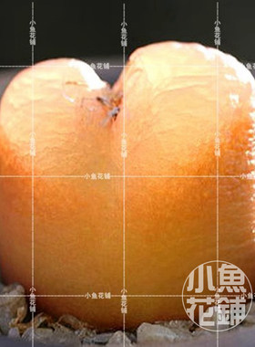 果冻毛汉尼1430.411种子 肉锥花番杏科稀有多肉 maughanii seeds