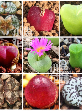肉锥花全系混合种子番杏稀有播种多肉种孑mixed Conophytum seeds