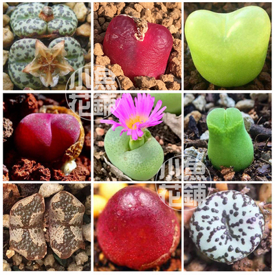 肉锥花全系混合种子番杏稀有播种多肉种孑mixed Conophytum seeds