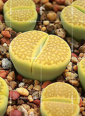 C111A岛田黄巴厘玉种子 生石花稀有多肉hallii 'Green Soapstone'