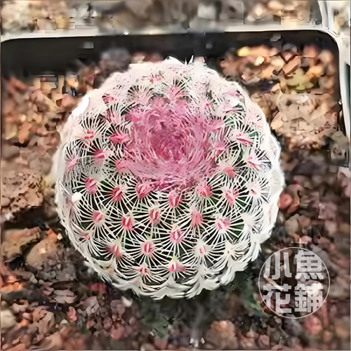 红太阳种子鹿角柱属仙人球稀有多肉籽 Echinocereus rigidissimus