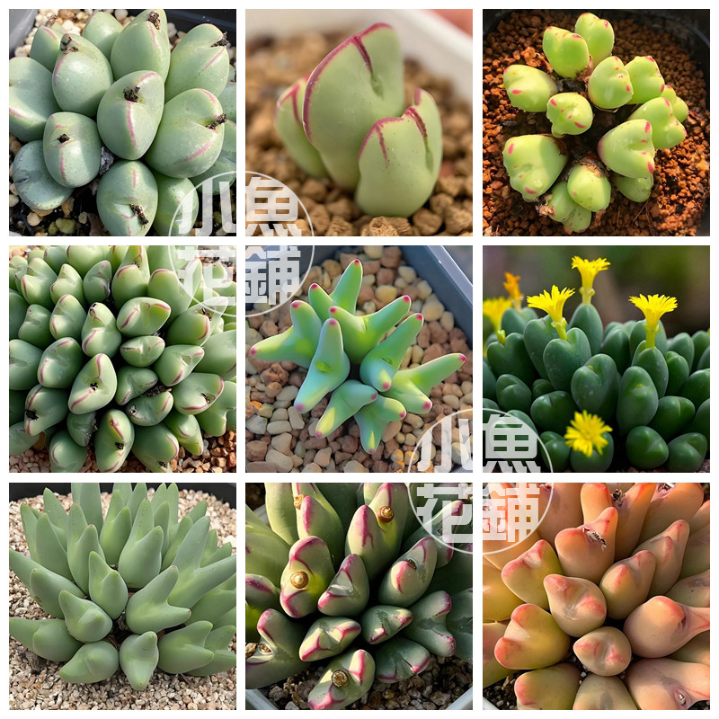 少将混合种子 肉锥花属番杏科稀有多肉 Conophytum bilobum Mix