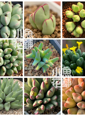 少将混合种子 肉锥花属番杏科稀有多肉 Conophytum bilobum Mix