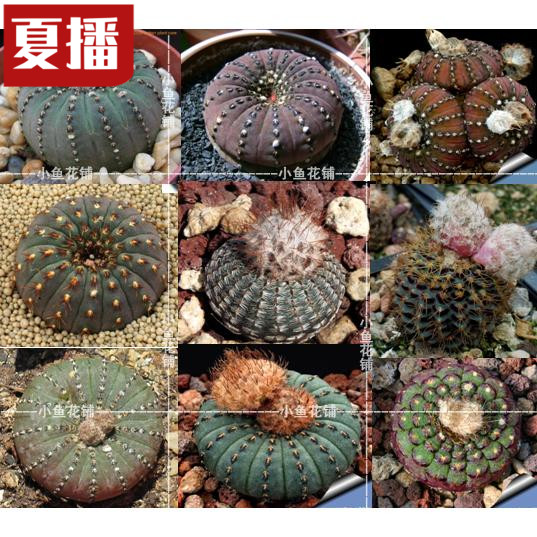 士童属混合仙人掌科仙人球稀有品种贵货种植育苗进口多肉种子