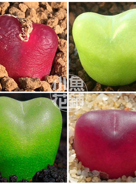 毛汉尼红绿混合种子 毛汗尼肉锥花播种多肉 maughanii Mix seeds