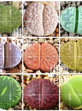 生石花全系混合种子多肉屁股花种孑pp花种籽mixed Lithops seeds