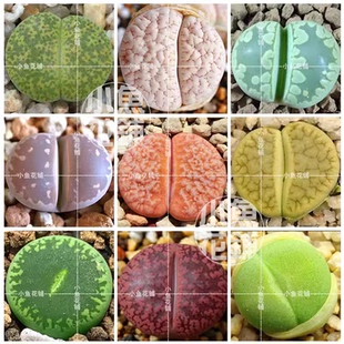 生石花全系混合种子多肉屁股花种孑pp花种籽mixed Lithops seeds