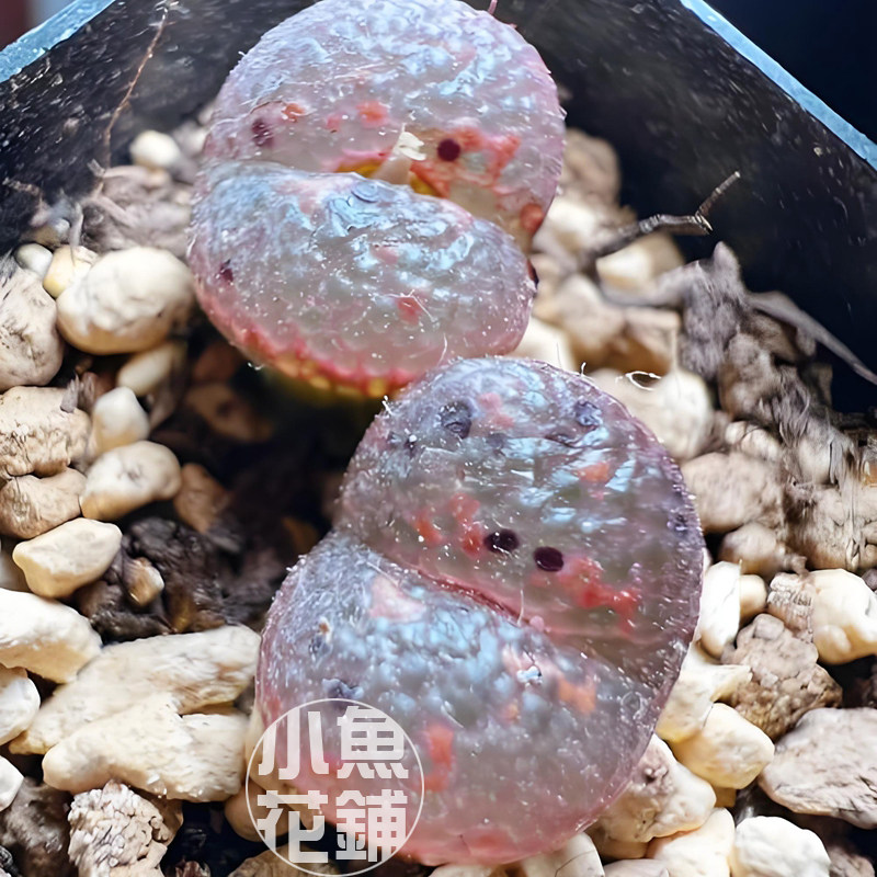 橙子帕迪勋章种子 肉锥花番杏科稀有多肉pellucidum 'Pardicolor'
