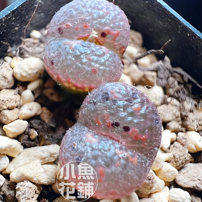 橙子帕迪勋章种子 肉锥花番杏科稀有多肉pellucidum 'Pardicolor'