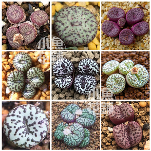 安珍混合种子 肉锥花番杏科安贞播种多肉mixed obcordellum seeds