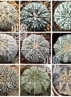 超兜混合种子 仙人掌科星球属无刺仙人球多肉Super Kabuto seeds