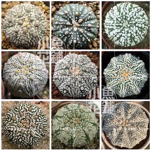 超兜混合种子 仙人掌科星球属无刺仙人球多肉Super Kabuto seeds
