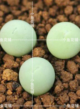 鸽子蛋种子翡翠玉肉锥花番杏播种多肉Conophytum calculus seeds