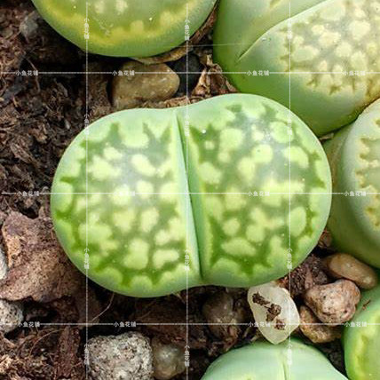 岛田黄绿福来玉s.h种子稀有贵货多肉屁股花屁屁花石头花生石花