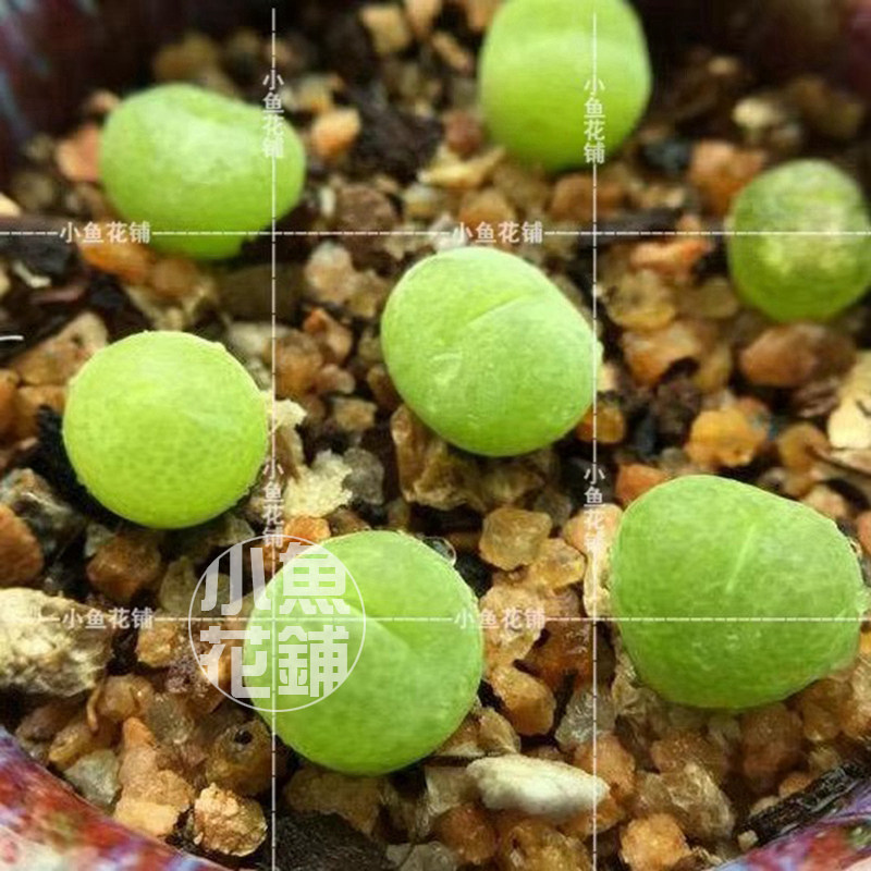 翠光玉种子 肉锥花稀有播种种孑籽种植多肉 Conophytum pillansii