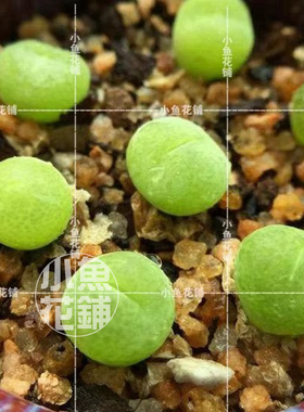 翠光玉种子 肉锥花稀有播种种孑籽种植多肉 Conophytum pillansii