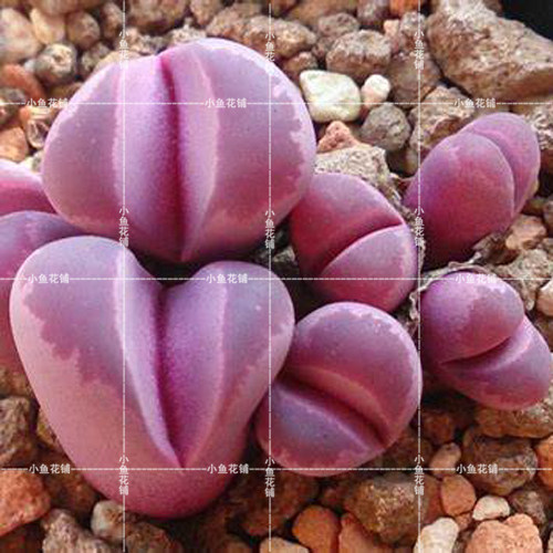 C81A红大内玉稀有品种贵货多肉屁股花屁屁花石头花pp花生石花种子