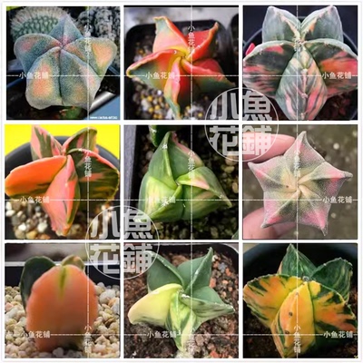 鸾凤玉锦混合种子仙人球播种多肉myriostigma variegata seeds