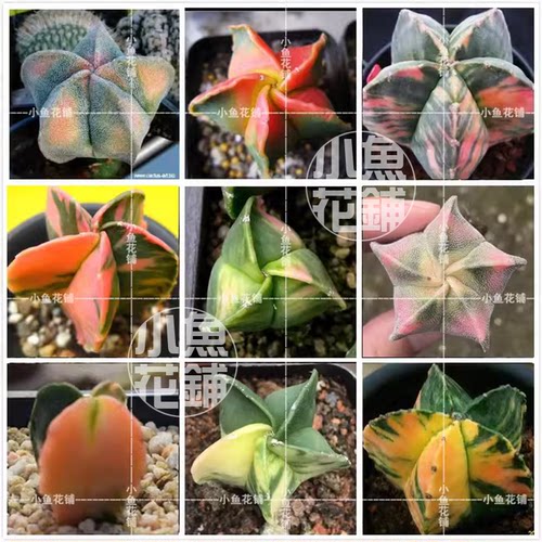 鸾凤玉锦混合种子仙人球播种多肉myriostigma variegata seeds