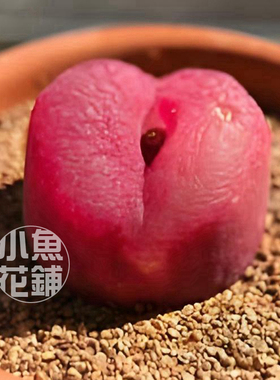 蟠桃MG1801种子 毛汉尼肉锥花属番杏科多肉 Conophytum maughanii