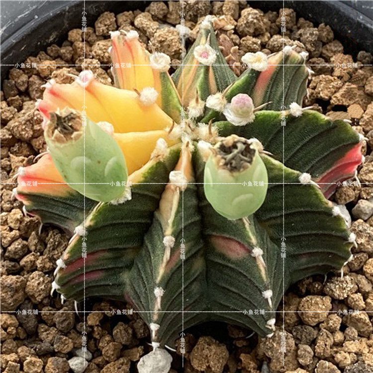 肋骨牡丹锦泰国种源仙人掌科裸萼球属仙人球稀有品种播种多肉种子