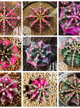 粉钻米哈种子 仙人球多肉种籽 mihanovichii Pink Diamond Seeds