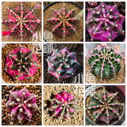 粉钻米哈种子 仙人球多肉种籽 mihanovichii Pink Diamond Seeds