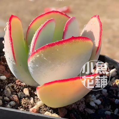 白眉种子 日系景天科伽蓝菜属多肉播种稀有 White Eyebrows seeds