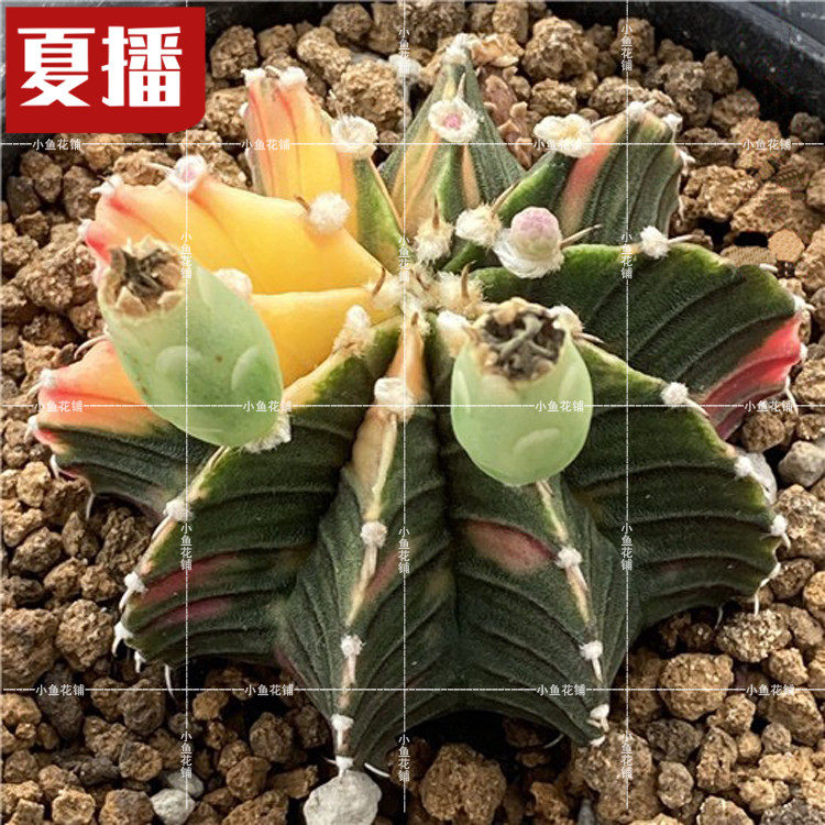 肋骨牡丹锦泰国种源仙人掌科裸萼球属仙人球稀有品种播种多肉种子