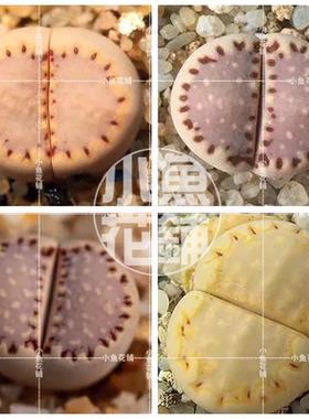 饼干混合种子 生石花福来玉稀有多肉L. julii subsp. fulleri Mix