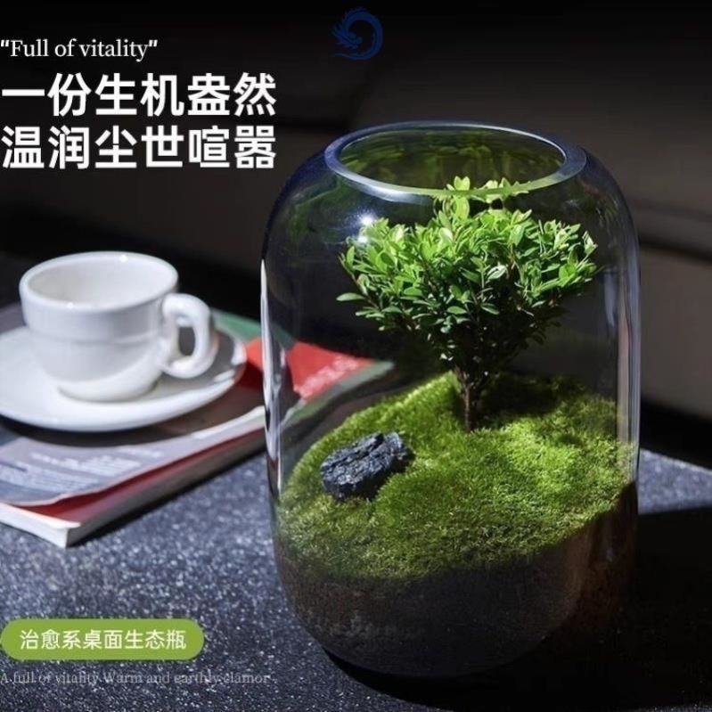 生态瓶自循环生命之树桌面微景观小生态瓶小植物造景桌面迷你摆件