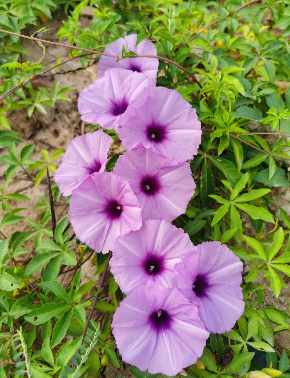 浅紫色牵牛花 五爪金龙 夕颜花多年生宿根攀爬篱笆拱门爬藤植物