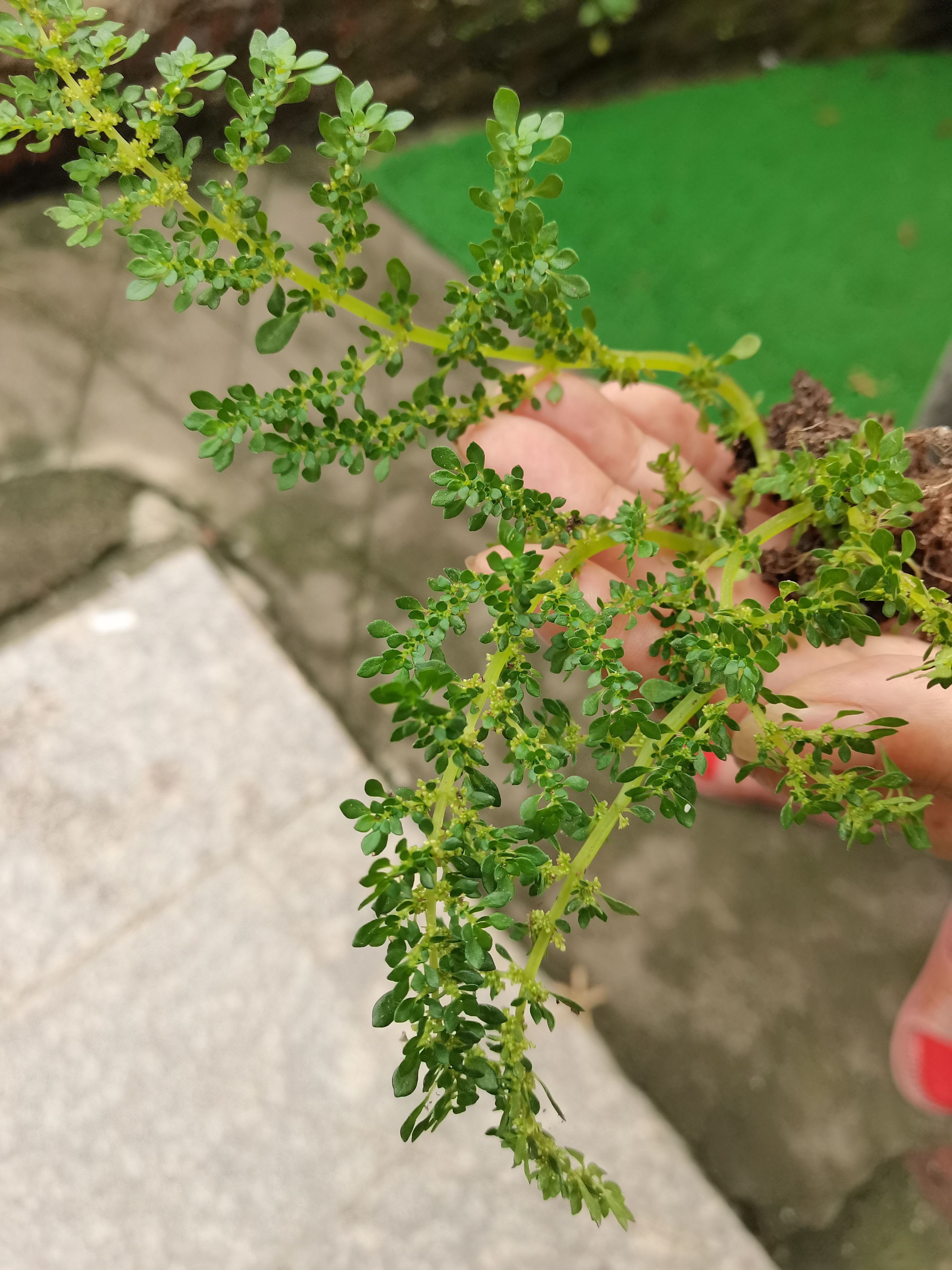 野生冷水花小叶透明草苗雨林缸造景植物喜湿冷水麻礼花草