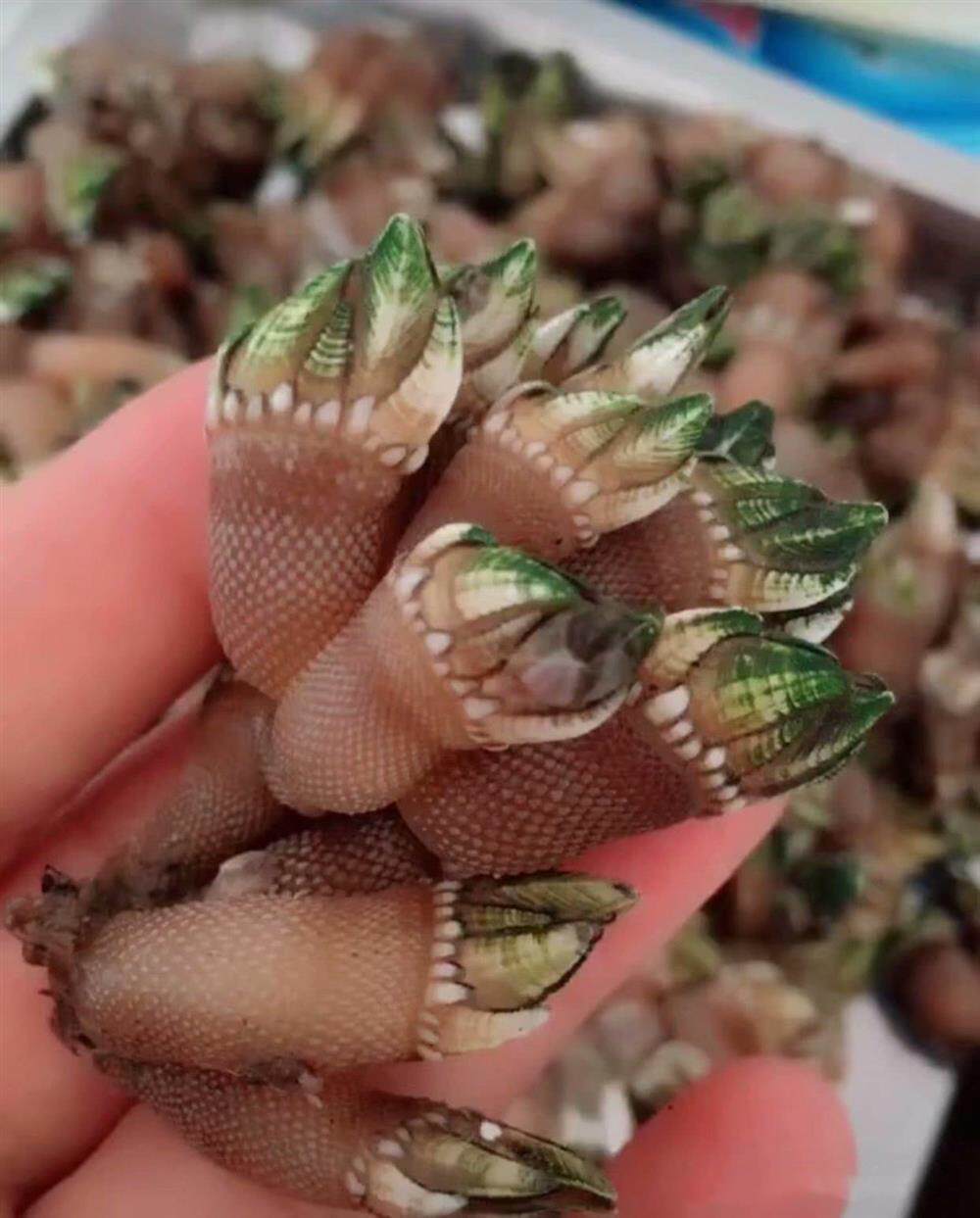 新货野生佛手螺海鲜新鲜狗爪螺龟足鹅颈藤壶海螺食用鲜活水产顺丰