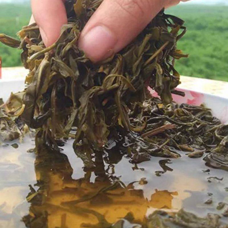 新货广西恭城油茶叶谷雨茶三江灌阳江永昭平绿茶油茶汤500克