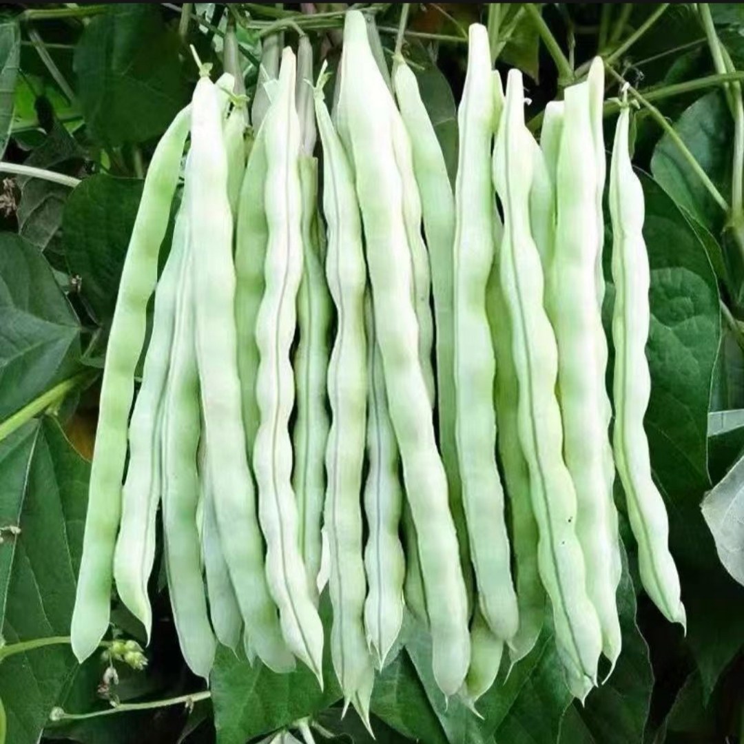 大白芸豆新鲜现摘山东发货白不老豆角农家四季豆扁豆角净重发货