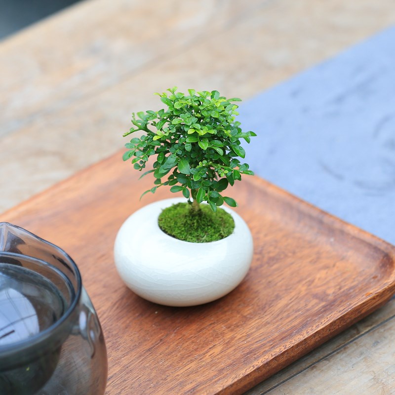 热销迷你小盆栽茶桌植物办公桌盆景虎耳草九里香罗汉松室内绿植禅